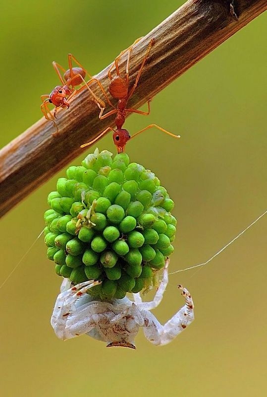 蚂蚁展现惊人团队力量：搬果实 击退大蜘蛛