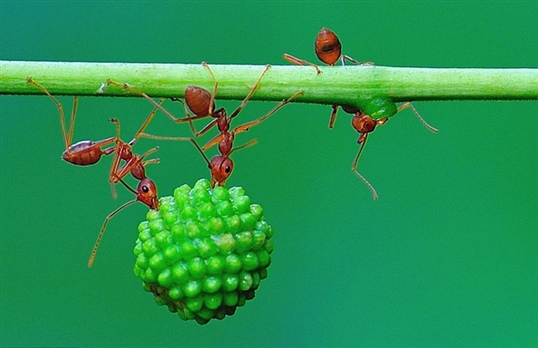 蚂蚁展现惊人团队力量：搬果实 击退大蜘蛛