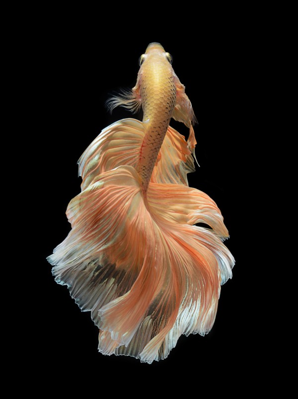iPhone6s &amp; Plus上的那条鱼——舞者斗鱼
