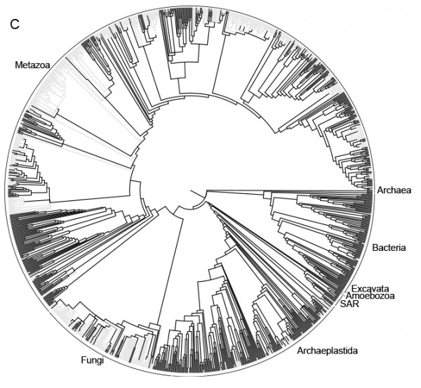 环形生命树：进化历史的维基百科