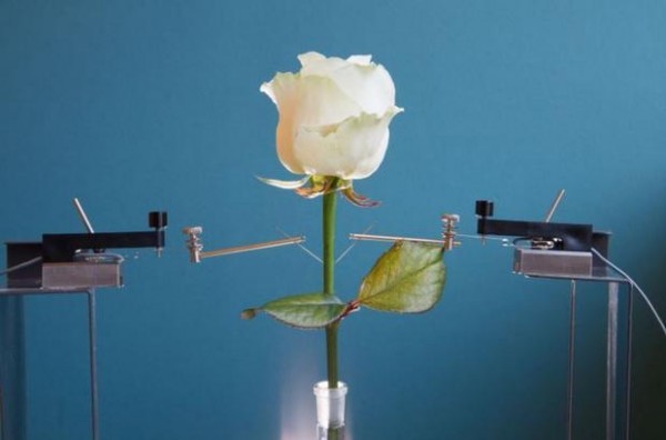 世界上第一朵电子改造花诞生：智能玫瑰