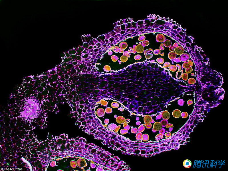 显微镜下生物细胞结构呈现神秘而美丽的一面