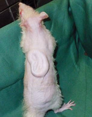 日科学家鼠背上种植出人耳 5年内人体可使用
