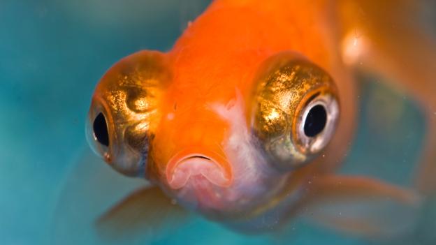鱼也有感情：研究认为鱼类拥有一定意识感知能力