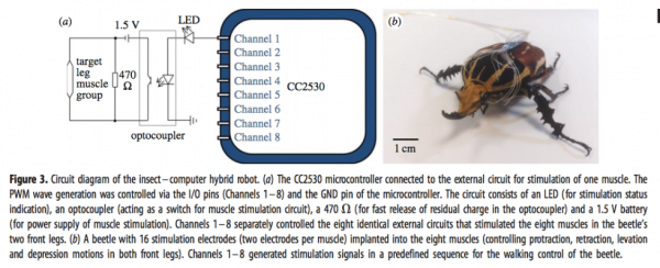 工程师给甲壳虫植入电极让它跑得更快