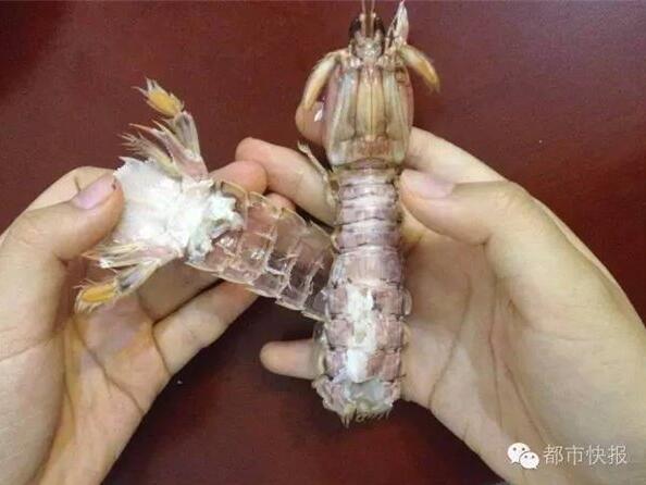 吃货的力量：女生发明剥虾神器获国家专利
