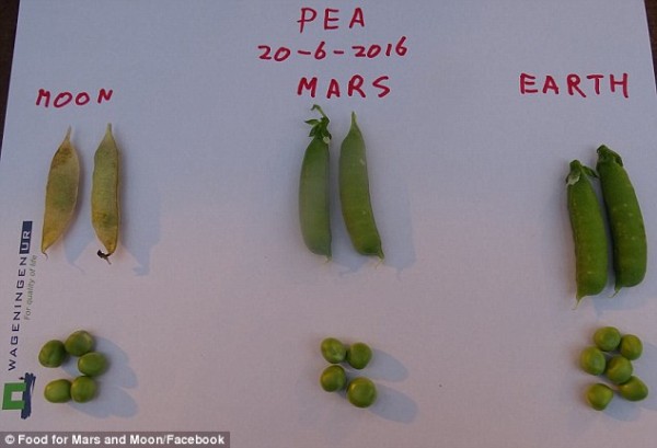 模拟火星种植蔬菜为宇宙移民做准备