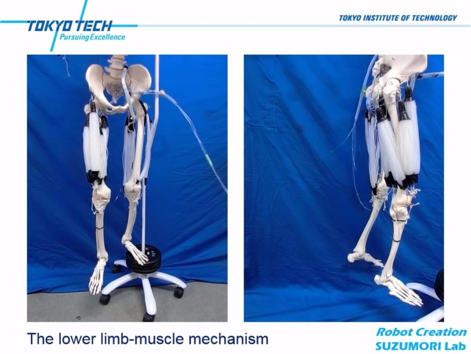 机器人安装人造肌肉如同终结者：动作类似人类