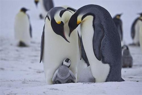 人均10万即可南极游 大规模游客引发环保担忧