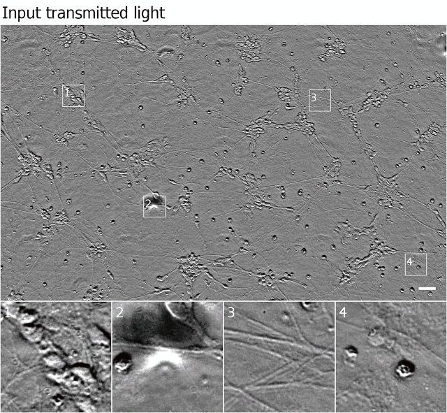 谷歌《Cell》论文：使用深度学习，直接对细胞影像生成荧光标记