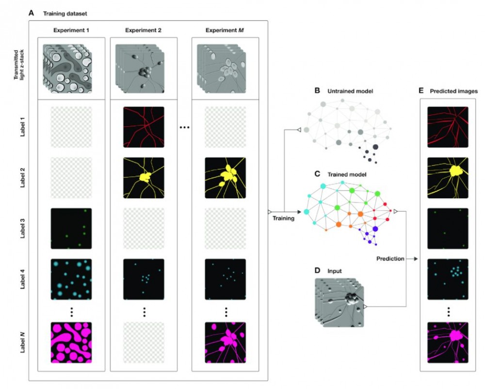 谷歌《Cell》论文：使用深度学习，直接对细胞影像生成荧光标记