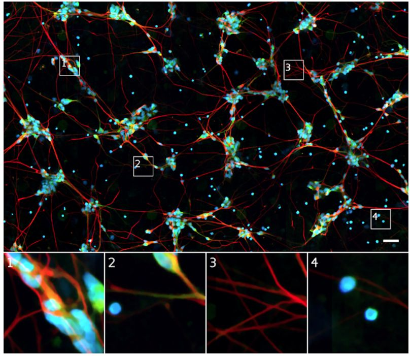 谷歌《Cell》论文：使用深度学习，直接对细胞影像生成荧光标记